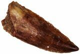 Serrated Raptor Premaxillary Tooth - Real Dinosaur Tooth #298218-1